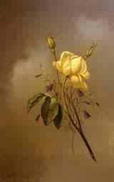 White Rose against a Cloudy Sky 1876jpeg